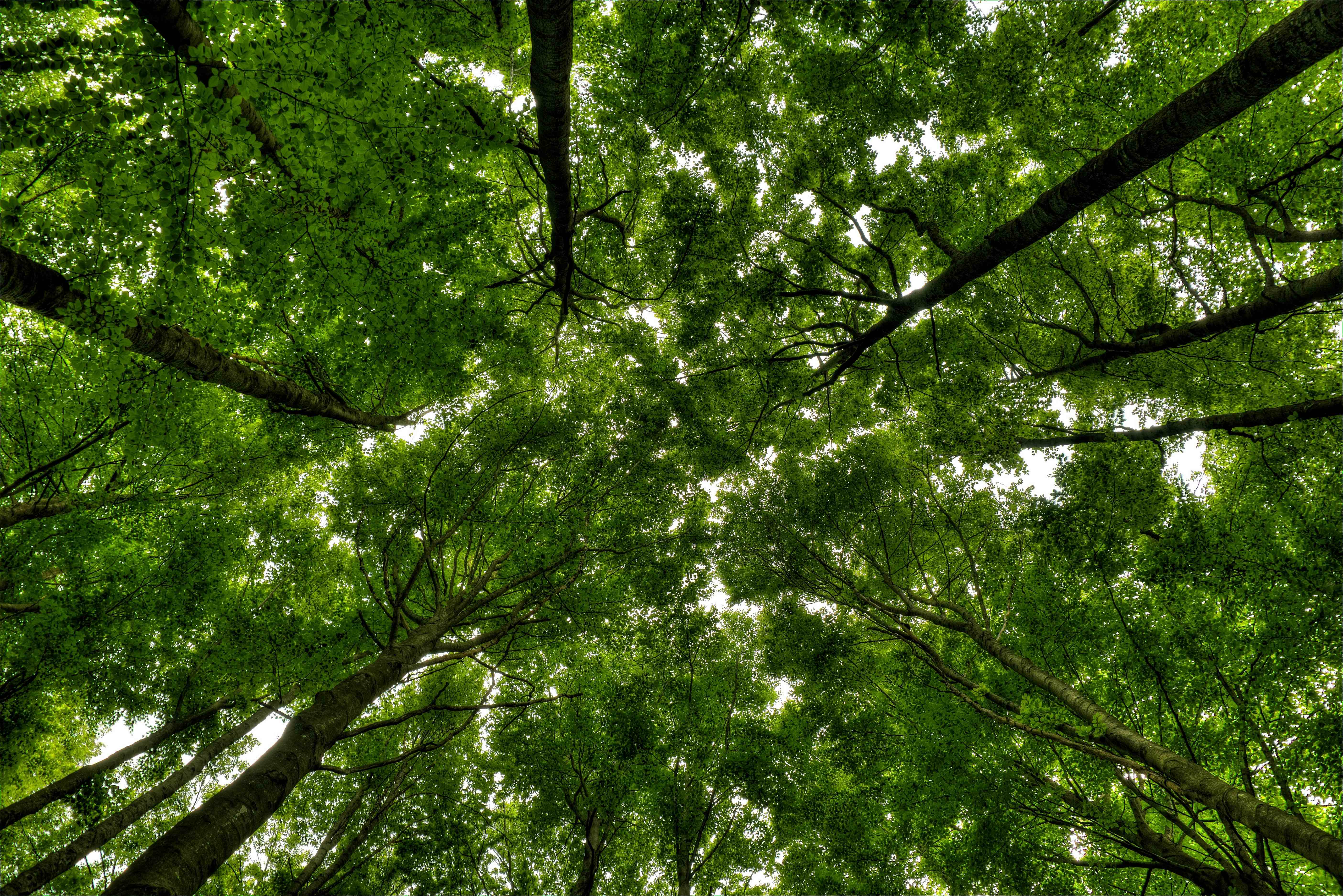 Vista de copa de árboles