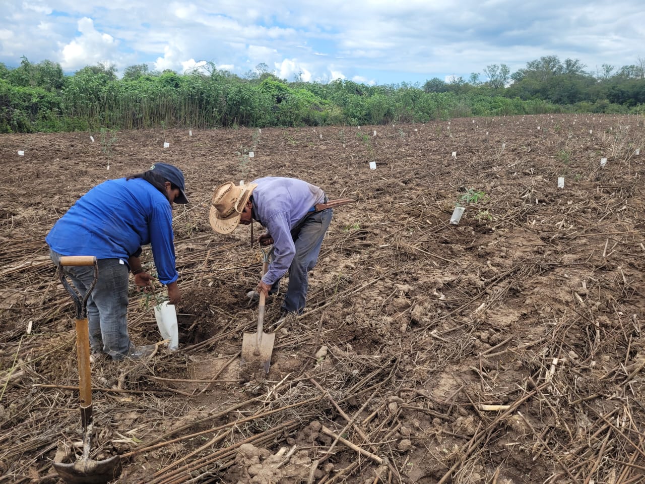 Trabajadores en campo de plantación extensivo