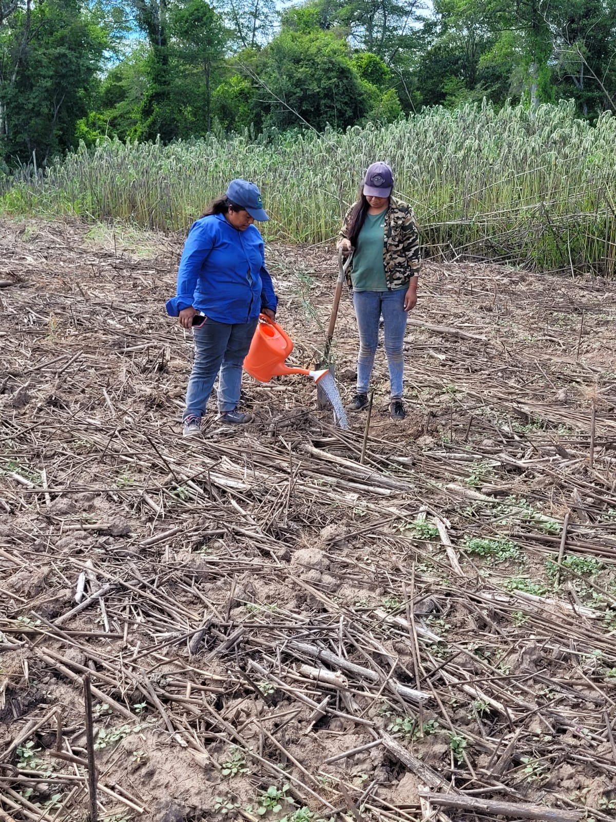 Equipo de trabajo plantando árboles en el campo