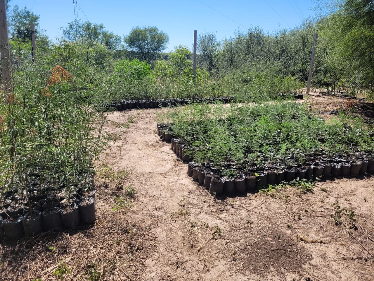Vivero de plantines de algarrobo organizados en hileras