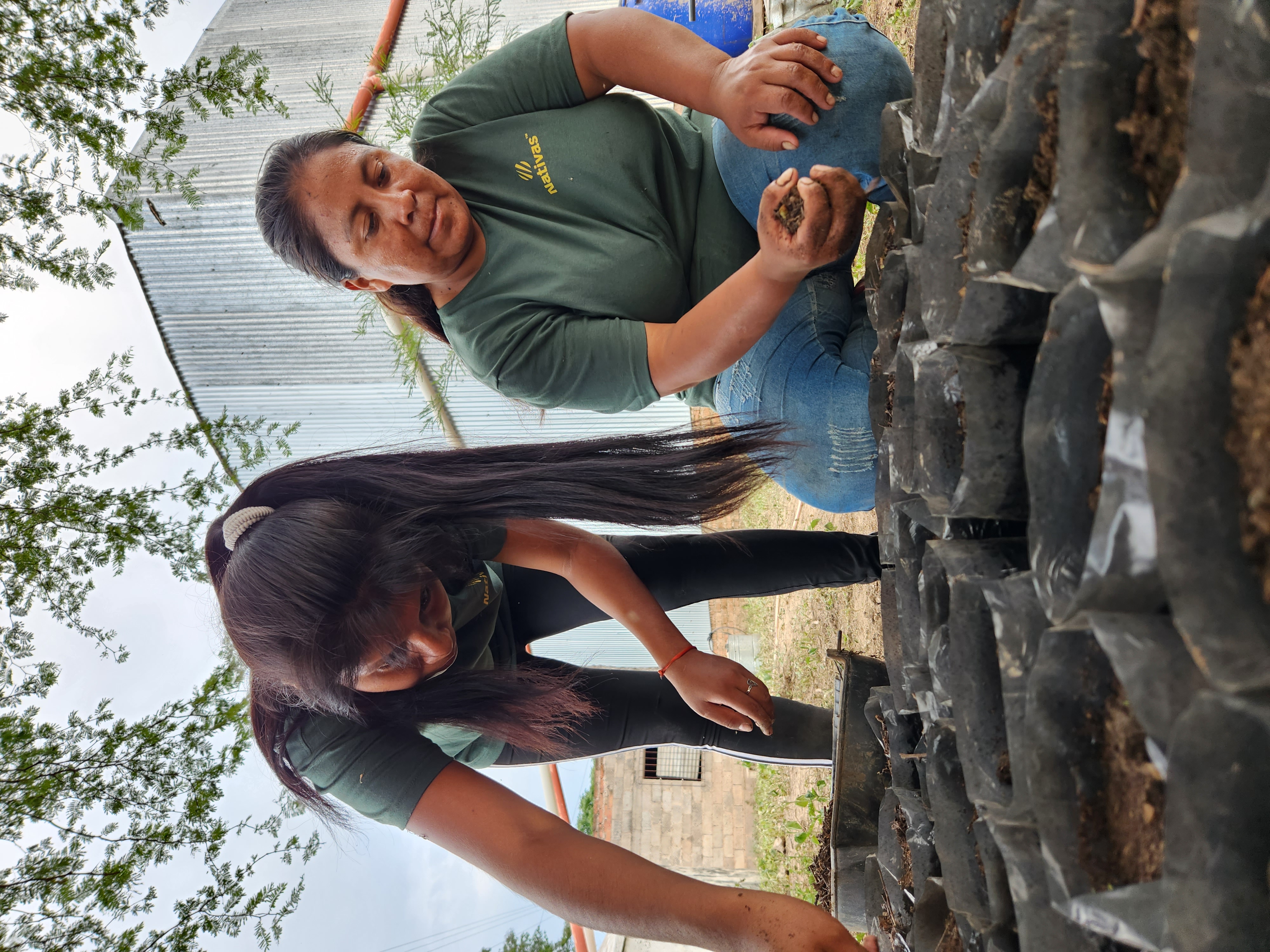 Preparación de plantines de algarrobo en vivero